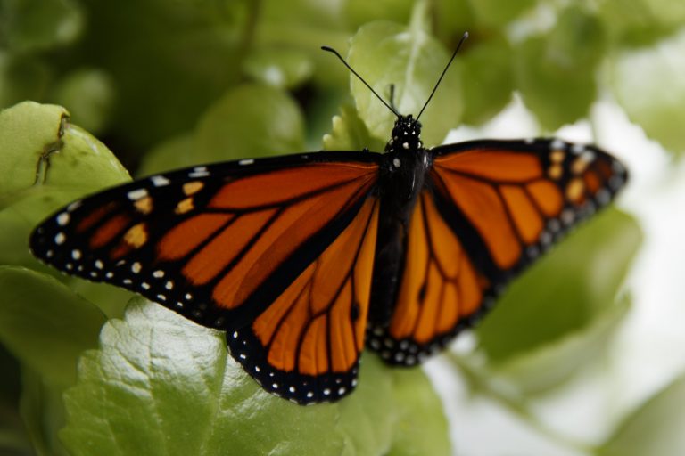 Endangered-species decision expected on beloved butterfly