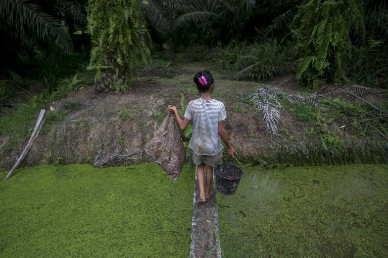 Child labor in palm oil industry tied to Girl Scout cookies