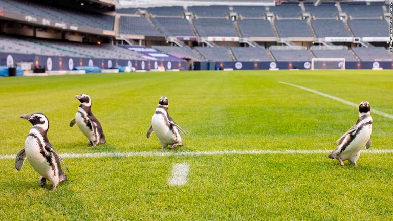 How animals invaded the world of sport in 2020