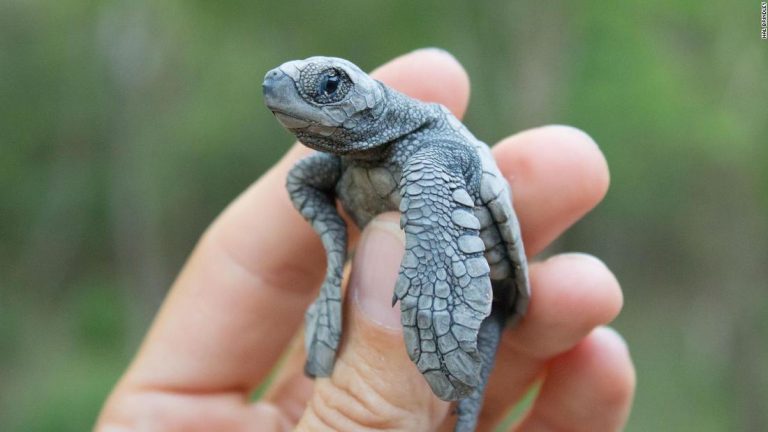 Fake ‘decoy’ eggs are being used to track turtle poaching