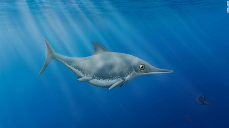New ‘sea dragon’ species discovered by amateur fossil hunter