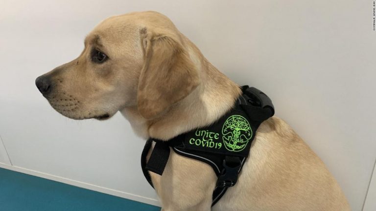 Dogs can be trained to detect Covid-19 by sniffing human sweat, study suggests