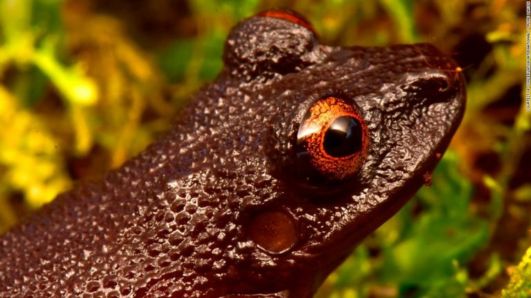 20 new species found, and lost wildlife rediscovered, in the Bolivian Andes