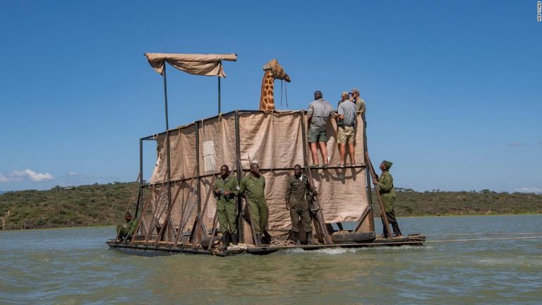 Giraffes are stuck on a flooding island. But the rescues have begun