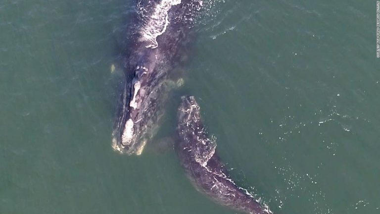 Two North Atlantic right whale newborns have been spotted off the US coast