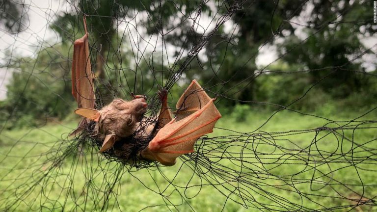 In the Congo rainforest, the doctor who discovered Ebola warns of deadly viruses yet to come