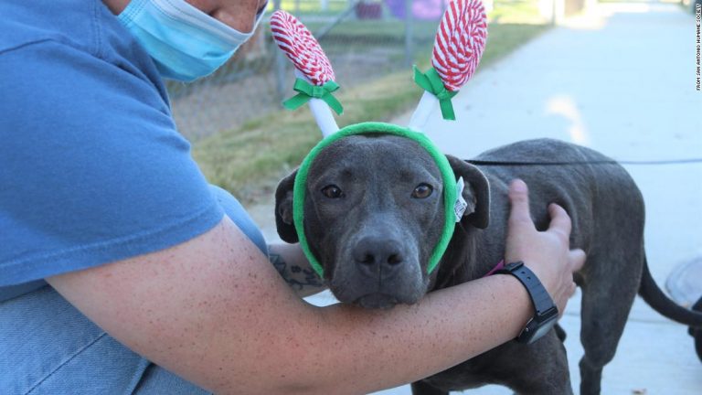 A dog was hit by a car and peppered with shotgun pellets. Now, she’s found a grateful forever family