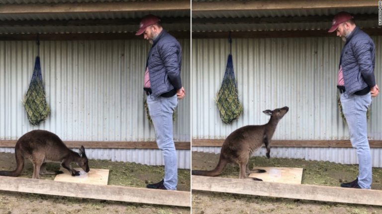 Kangaroos can ask humans for help, new study shows