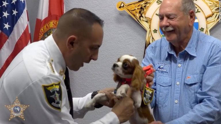 Puppy rescued from jaws of alligator honored as a ‘Deputy Dog’