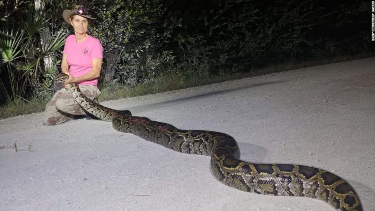 Pythons might become a new menu item in Florida if scientists can confirm they’re safe to eat