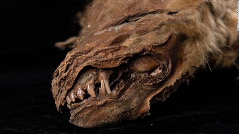 Ancient wolf cub found ‘perfectly preserved’ in Canadian permafrost. We even know what it ate