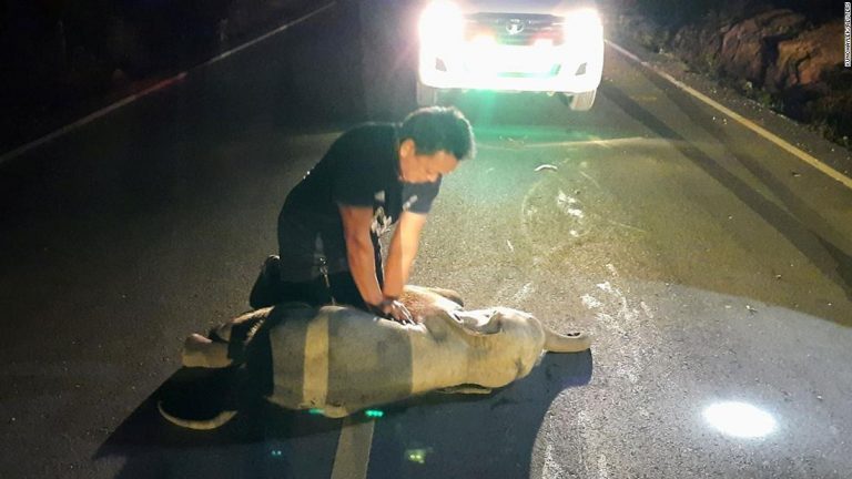 A Thai rescue worker gave a baby elephant CPR after it was hit by a motorcycle. It survived