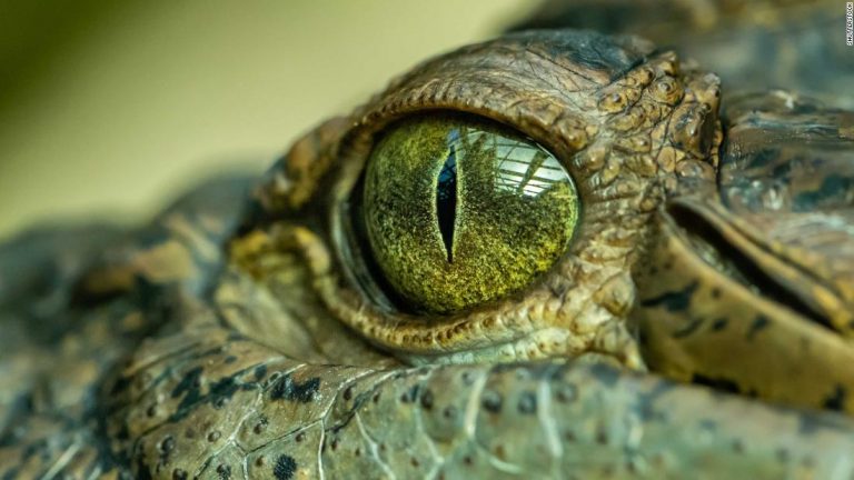 ‘Swamp king’ prehistoric crocodile identified in Australia