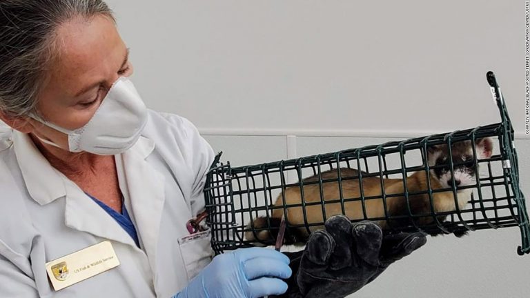 Highly endangered black-footed ferrets get experimental Covid-19 vaccine