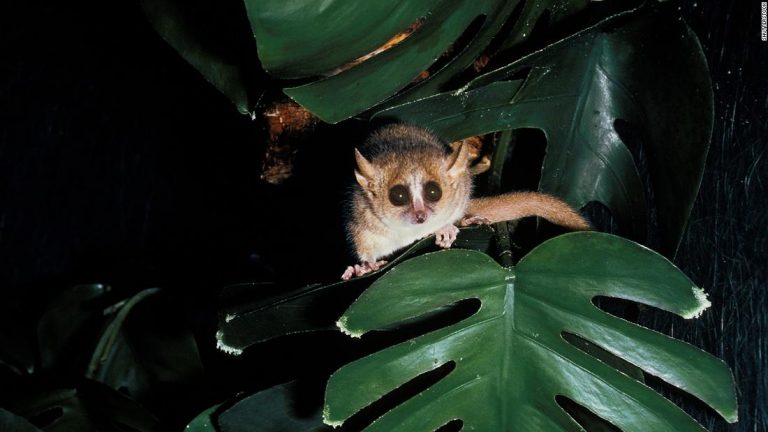 Hibernating primates like this tiny lemur could unlock cryogenic sleep for deep space missions