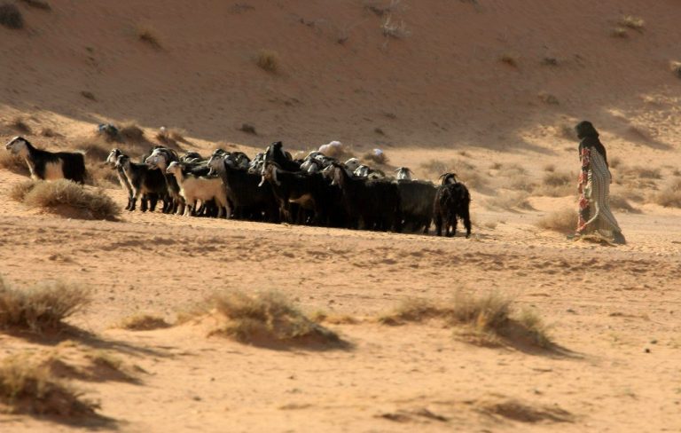 GACO files lawsuit against Ministry of Agriculture to claim land in Qassim