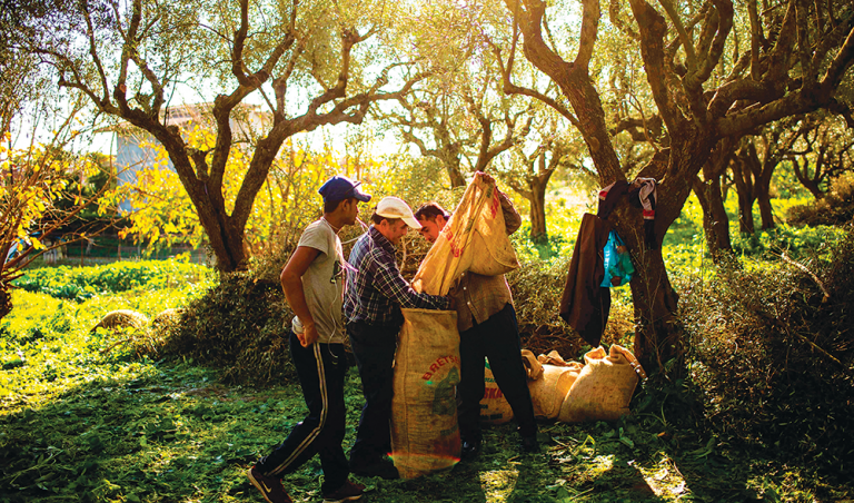 Labor shortage makes Greek olive harvest a traditional family affair again