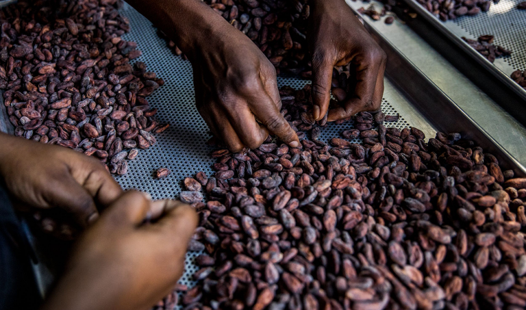From bean to bar, Haiti’s cocoa wants international recognition