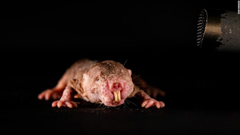 Naked mole rats are ‘xenophobic’