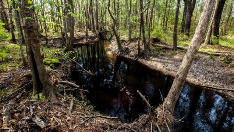 Ikea bought 11,000 acres of forest to protect it from development