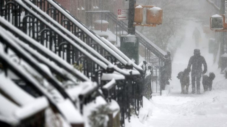 Cuddling penguins and snorkeling alligators: What animals do to stay warm during extreme cold