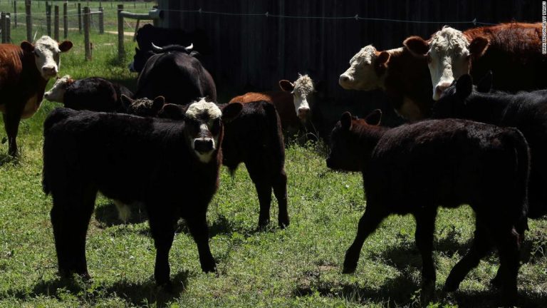 ‘Shift’ to plant-based diets is key to saving world’s wildlife