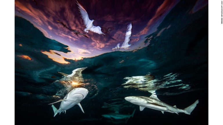 Atmospheric shot of circling sharks scoops Underwater Photographer of the Year 2021