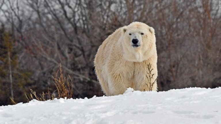 Male polar bear kills female bear during breeding attempt at zoo