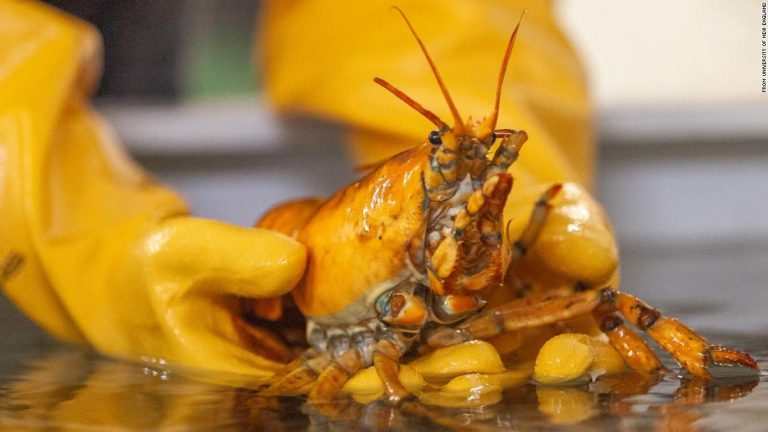 Rare yellow lobster, named Banana, caught off the coast of Maine