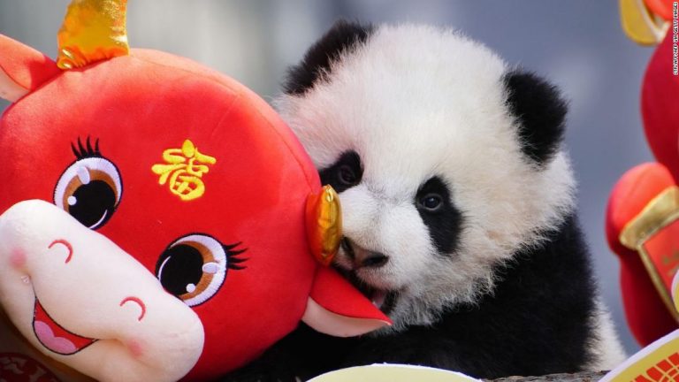 Lunar New Year 2021: Ushering in the Year of the Ox