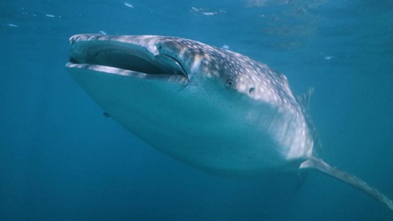 How NASA technology can help save whale sharks — the world’s largest fish