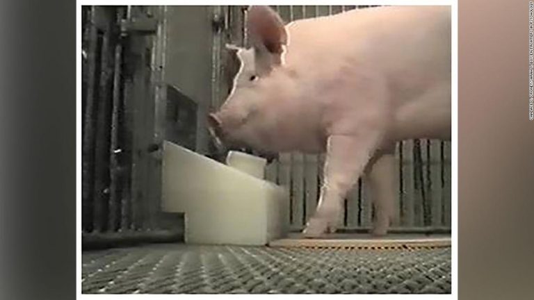 Pigs can be taught how to use joysticks, experiment finds