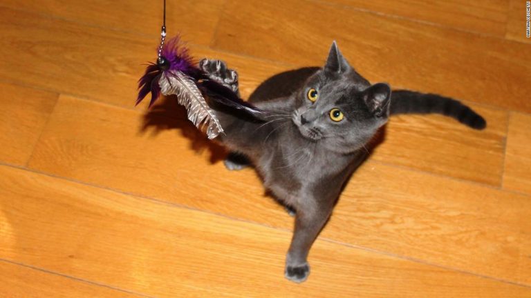 How to stop your cat from killing so much wildlife