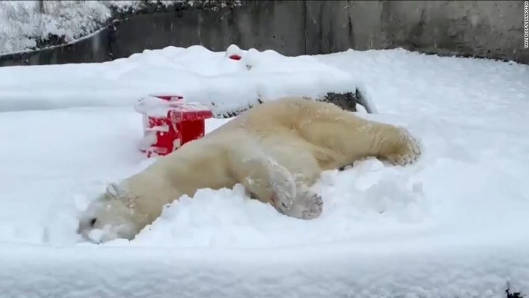 Stop everything and watch this polar bear play in the snow