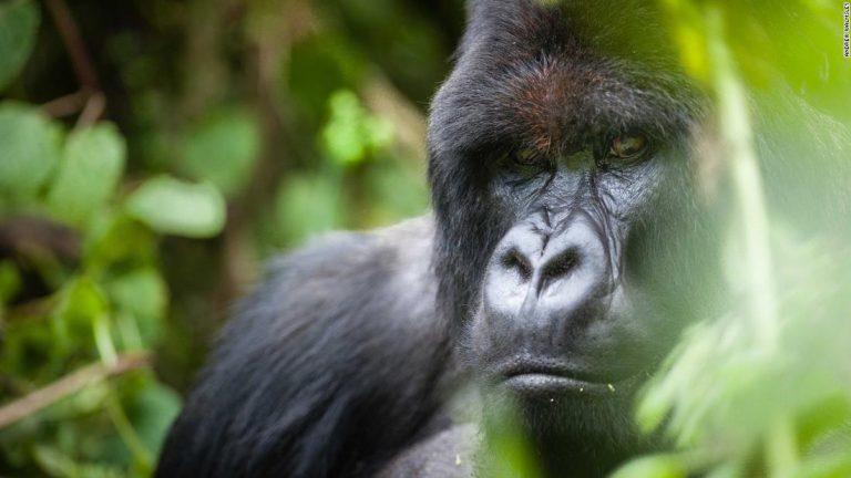 Selfie-taking tourists could be spreading Covid-19 to gorillas