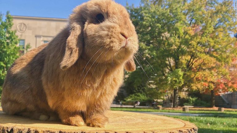 Meet the bunnies who helped people survive 2020