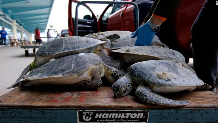 Sea turtles stunned by cold water amid winter storm in Texas
