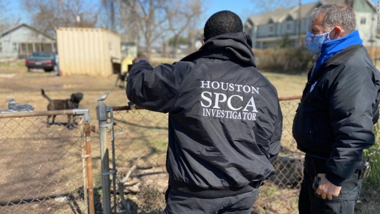 Animal cruelty cases are surging in freezing Texas
