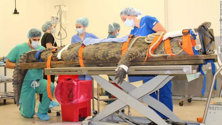 A zoo crocodile in Florida underwent surgery to remove a shoe from her stomach