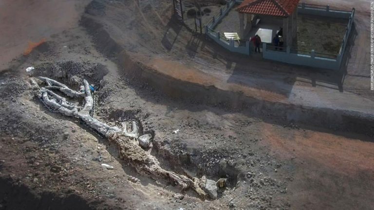 Petrified tree up to 20 million years old found intact