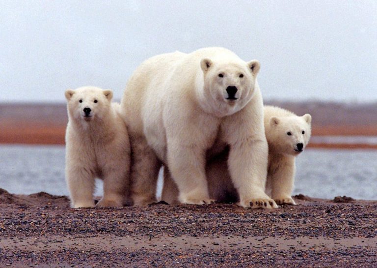 Arctic drilling plan in Alaska hits roadblock