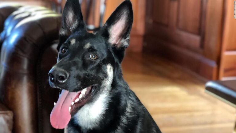 Biden says his dog, Major, is working with a trainer in Delaware following biting incident