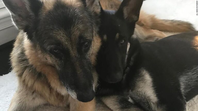 Biden German Shepherd has aggressive incident and sent back to Delaware