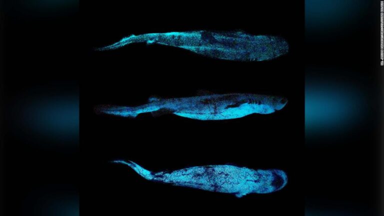 Scientists have taken the first ever picture of a glow-in-the-dark shark