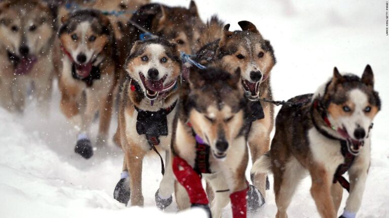The legendary Iditarod sled dog race is going ahead amid the coronavirus pandemic