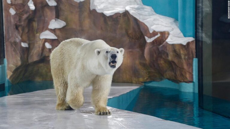 Chinese ‘polar bear hotel’ opens to full bookings, criticism