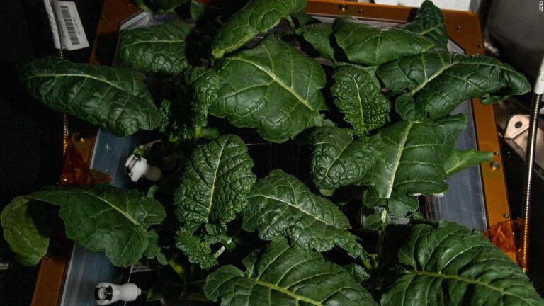 Previously unknown bacteria discovered on the space station could help grow plants
