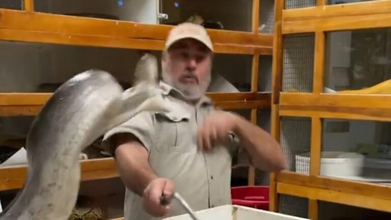 Zoo owner has a close call with python: ‘I felt a breeze’