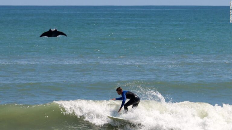 Giant manta ray photobombs surfer in Florida