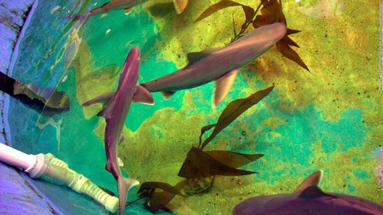 Man found guilty of keeping live sharks in his pool and offering them for sale online